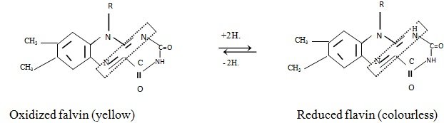 oxidized flavin and reduced flavin